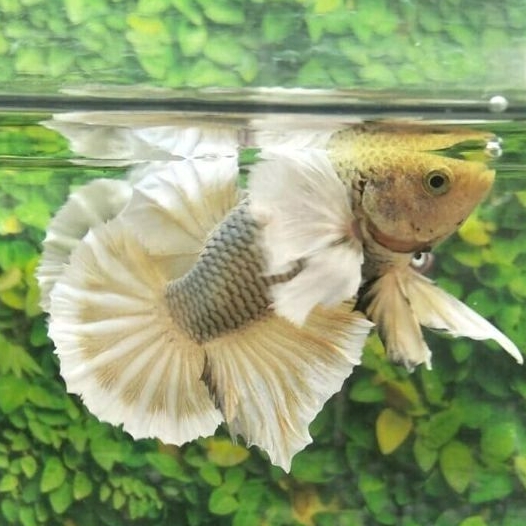 plakat dumbo ear lavender