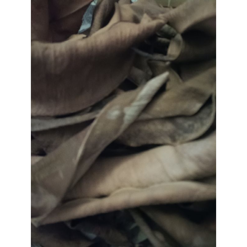 

Daun karet kebo kering
