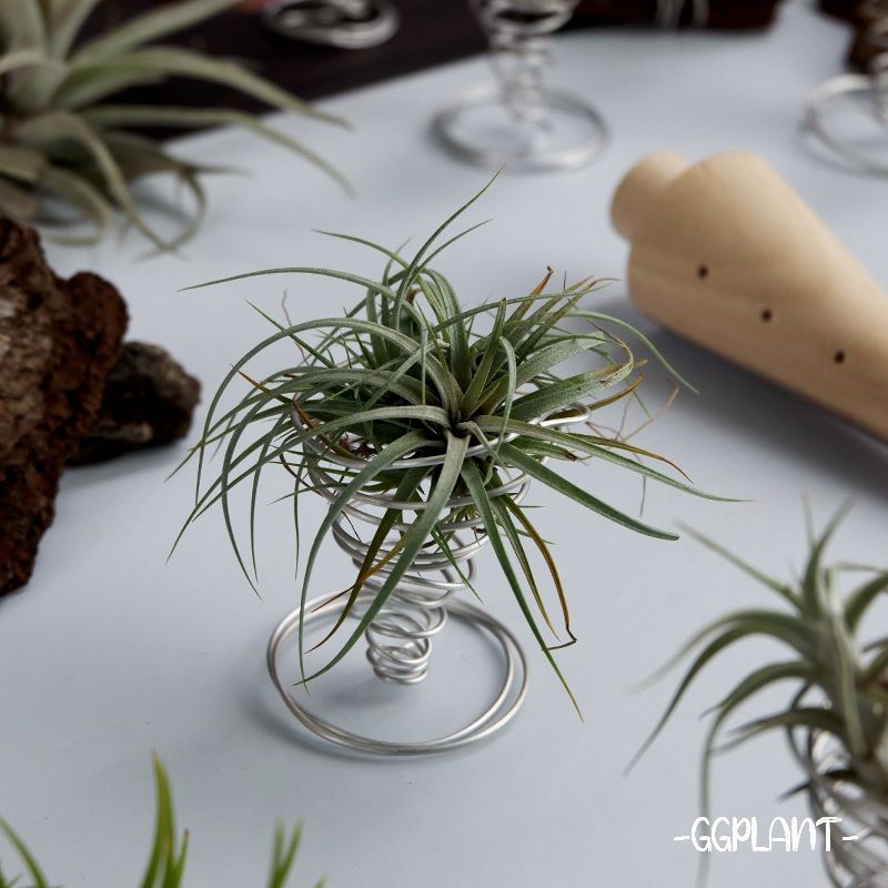 Tillandsia utriculata rumpun bonus kawat holder spiral