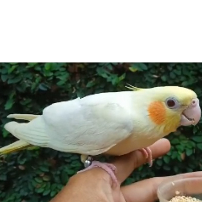 Burung Falk / Parkit Australia Super Jinak Usia 1 Bulan