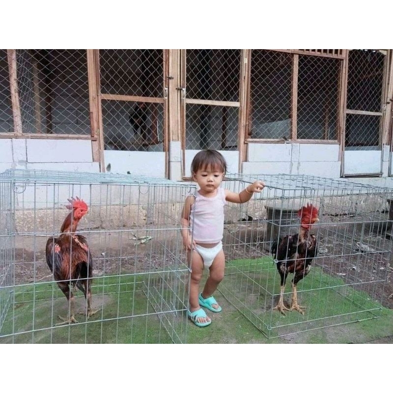 kurungan galvanis ayam