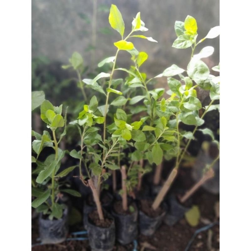 bibit daun beluntas/luntas