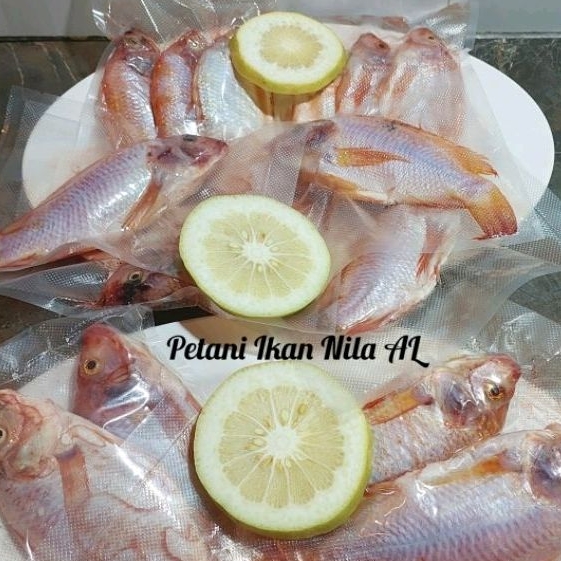 

Ikan nila merah segar daging tebal langsung dari kolam