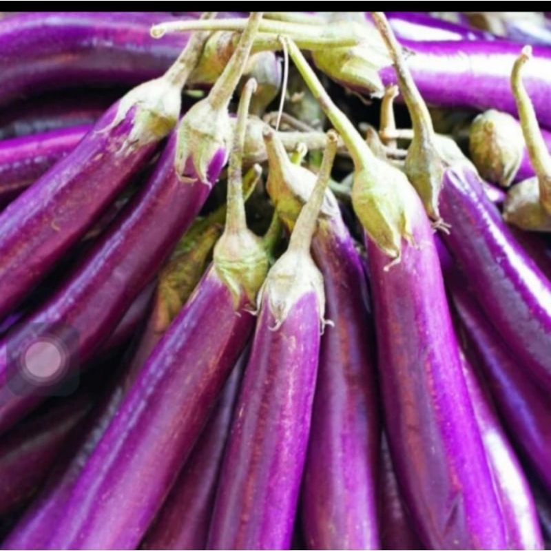 

Terong ( eggplant)