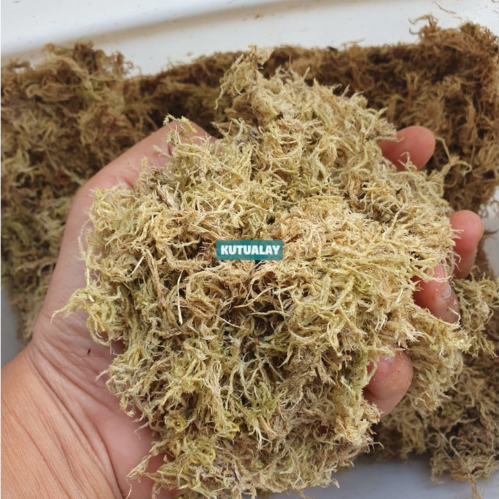 Sphagnum Moss Lumut Kering Media Tanam Terrarium Tanaman Karnivora Anggrek Platycerium Philo