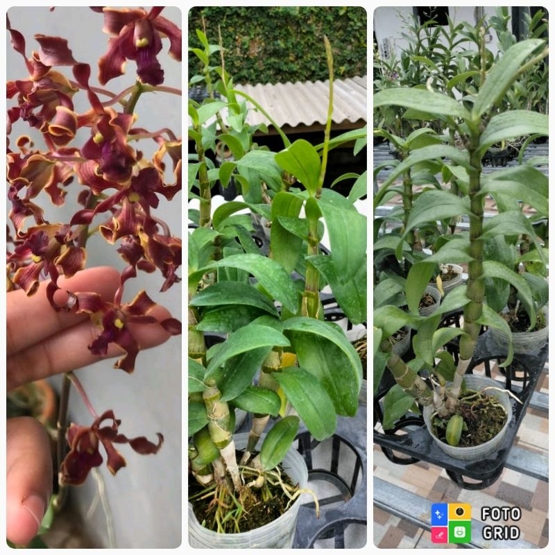 anggrek dendrobium black spider