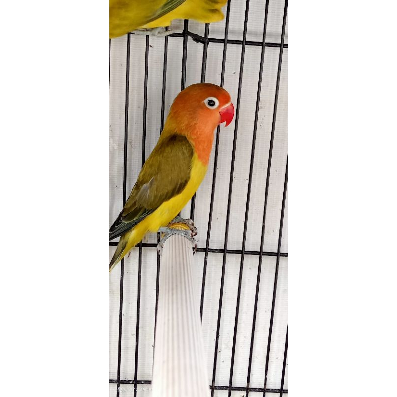 Lovebird EWING GREEN /EWING GOLD Muda Mulus