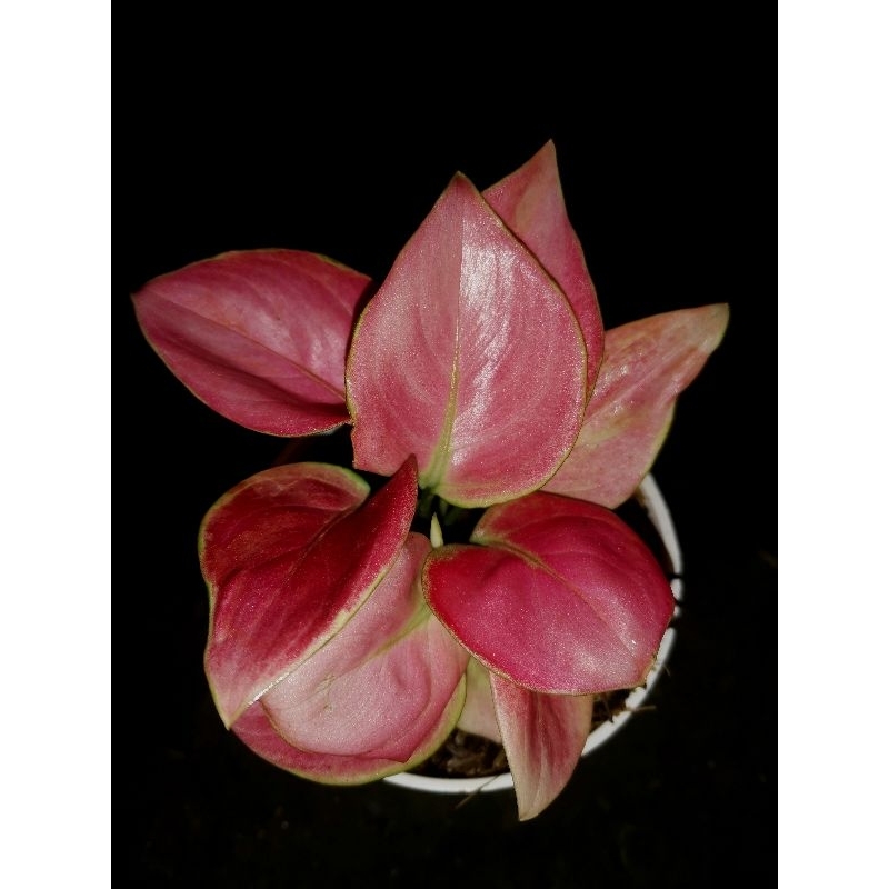 Aglonema Pink Apple 2in1