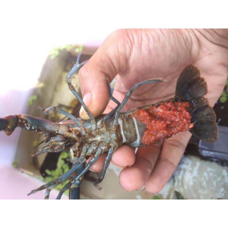 

LOBSTER GENDONG TELUR