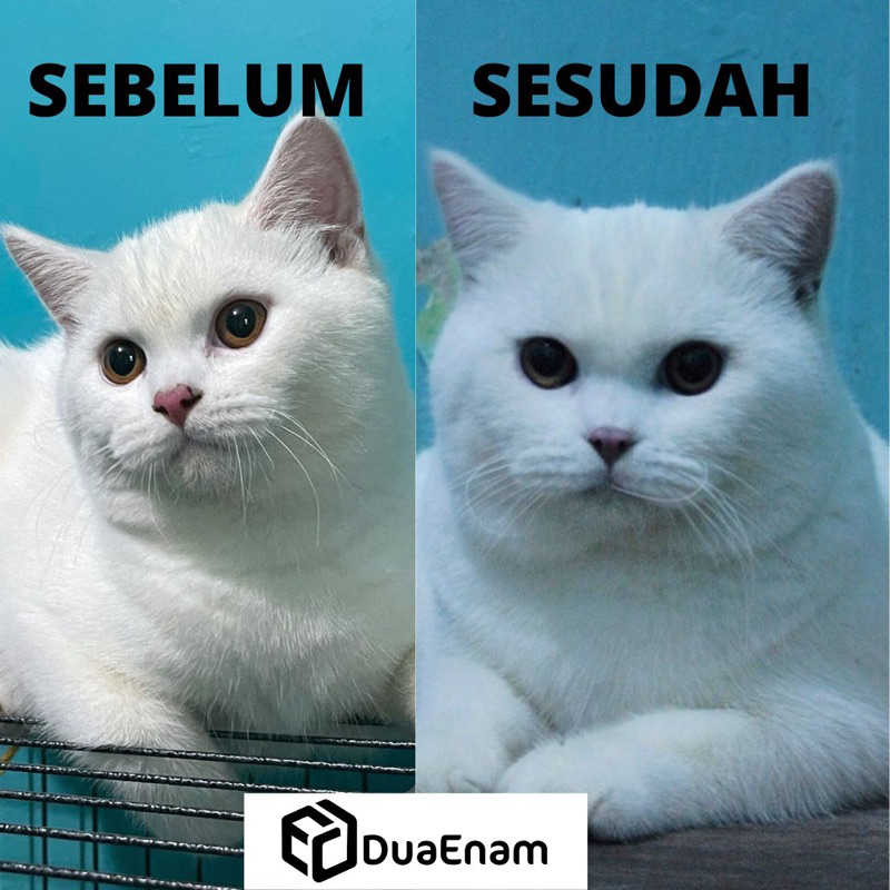 Vitamin kucing nafsu makan Penggemuk badan kucing  super gimbul DuaEnam