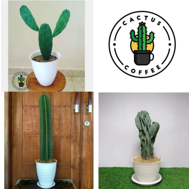 Paket Hemat 3 Jenis Kaktus Centong & Kaktus Koboi &Kaktus Lilin / Tanaman Hias Kaktus Koboi / Pohon 