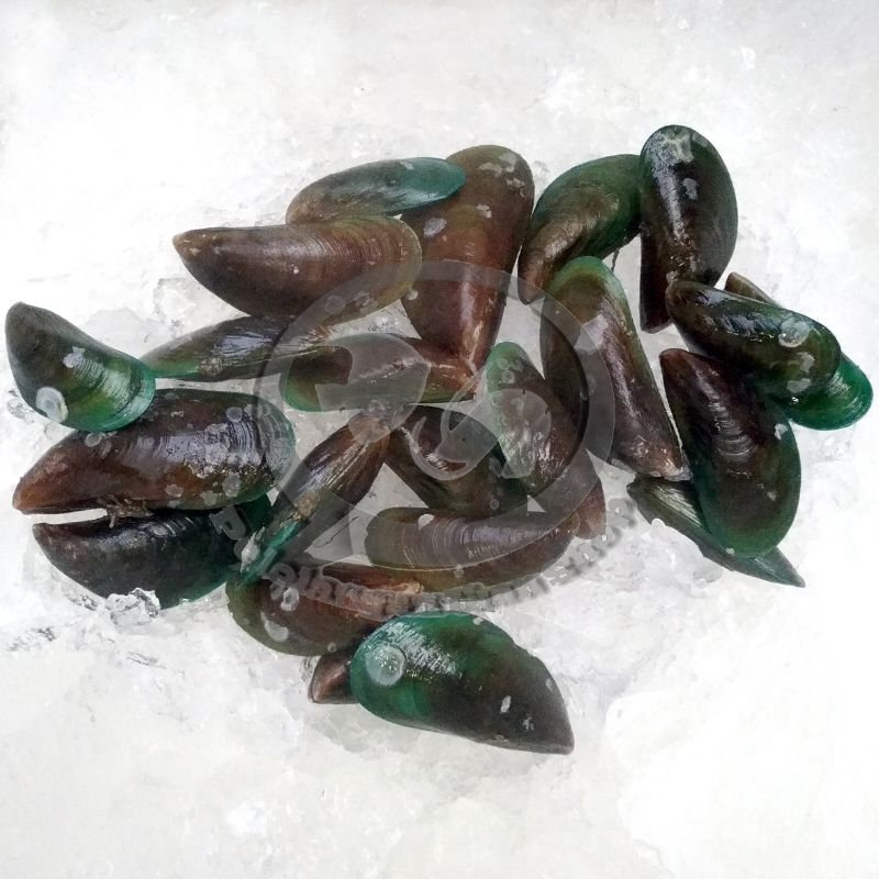 

Kerang Hijau segar 1 kg