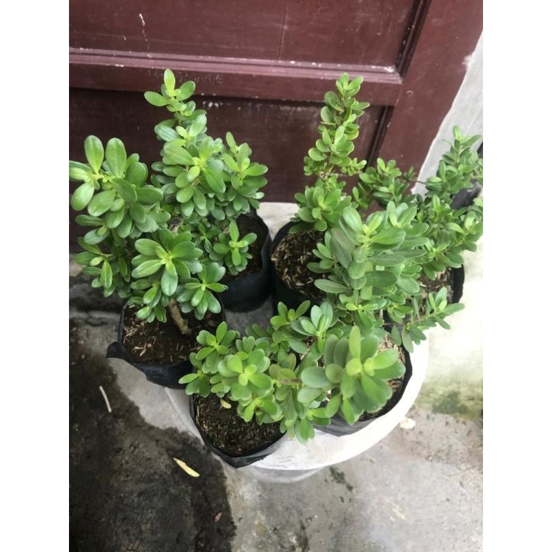 (2 pohon) Santigi mawar