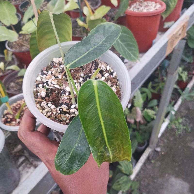 philodendron patriciae