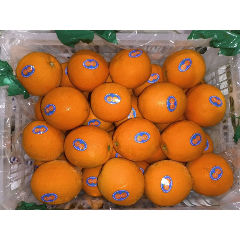 

Jeruk Navel Fresh Import