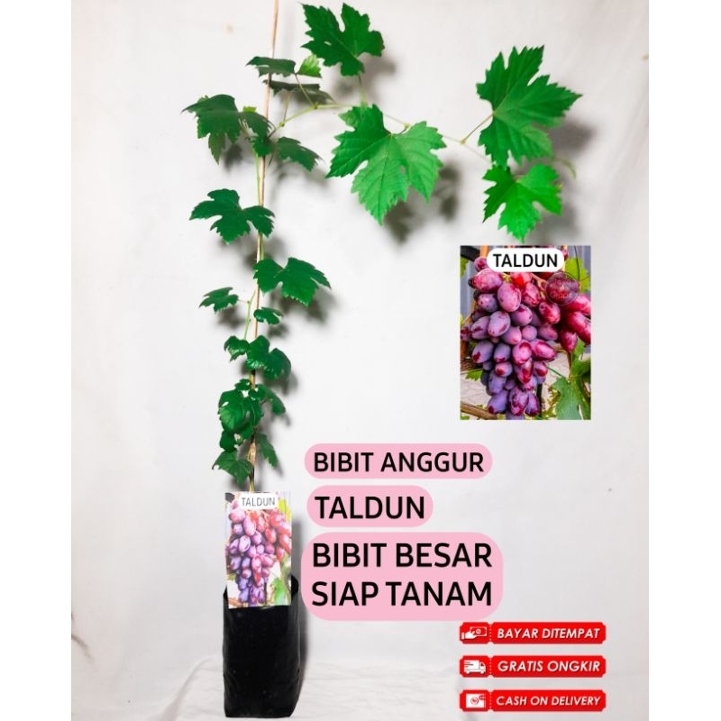 BIBIT ANGGUR TALDUN