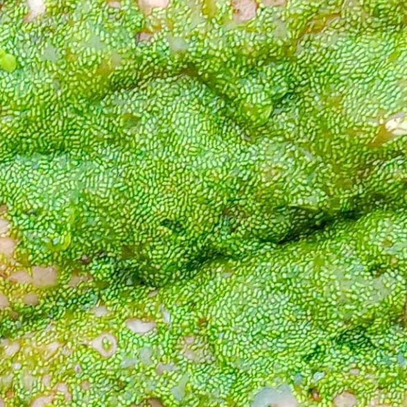 wolfia bibit pakan ikan alternatif pengganti pur 100gr