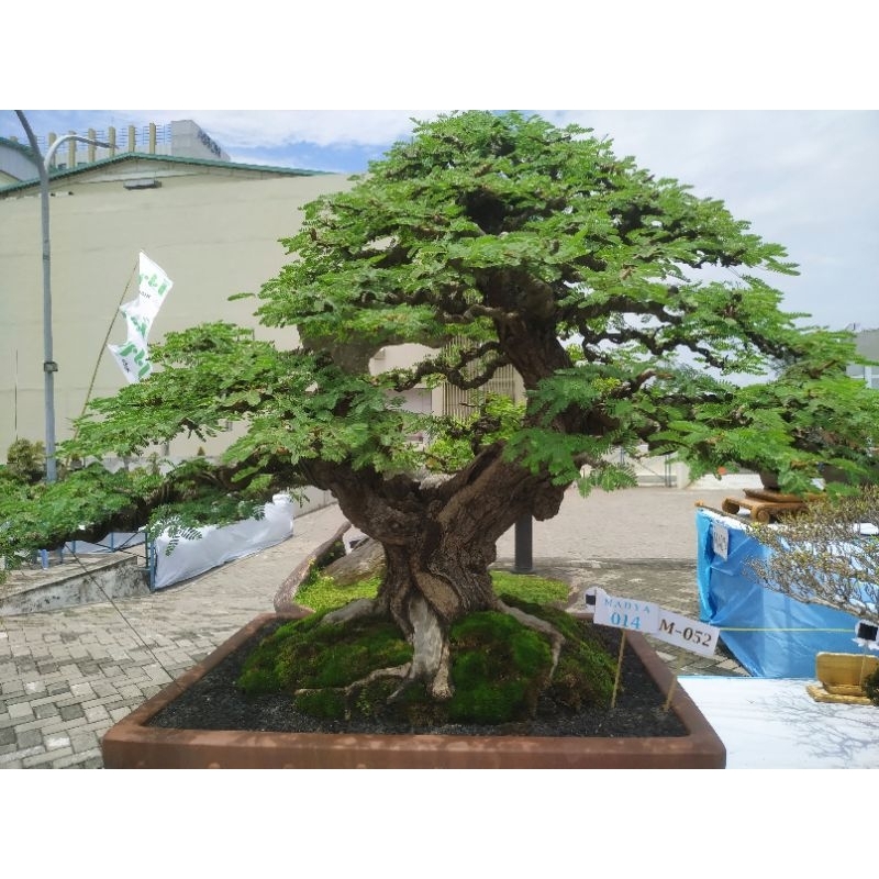 Biji Bonsai Arabika / Klampis Ireng