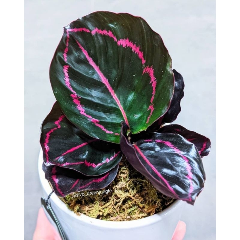 Calathea Black Lipstik - Tanaman Hias Calathea Black Lipstik - Calathea Murah