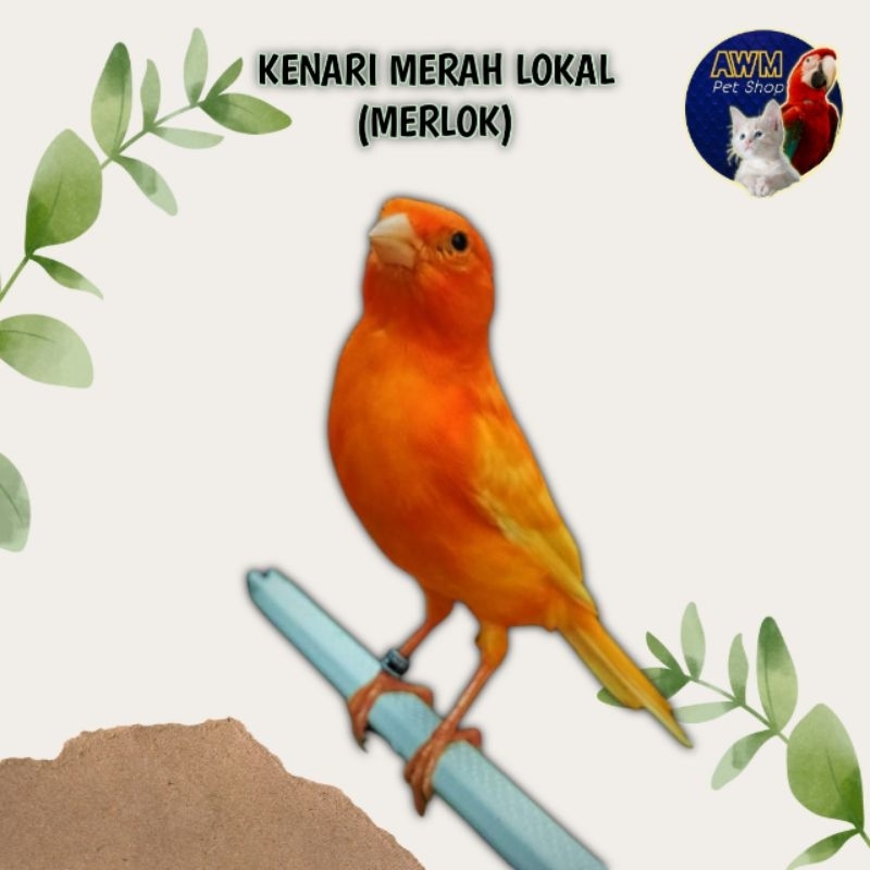 BURUNG KENARI MERLOK/MERAH LOKAL MERAH MERONA