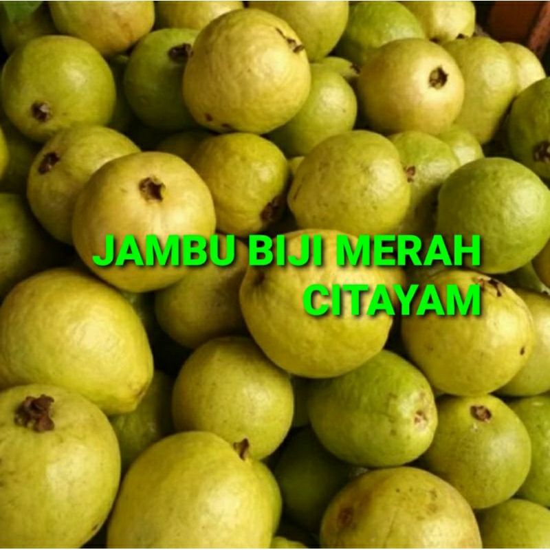 

JAMBU BIJI MERAH CITAYAM KHUSUS PARA SULTAN 1 KG (PREMIUM QUALITY)