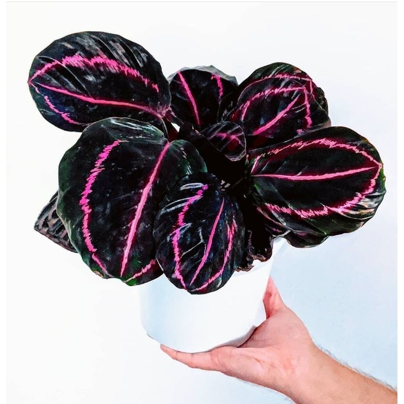 Calathea Black Lipstik - Tanaman Hias Calathea Black Lipstik - Calathea Black Lipstik Murah Berkuali