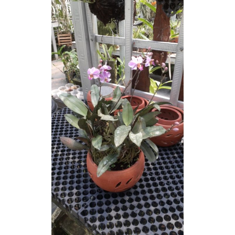 ANGGREK DORITIS RIMBUNAN