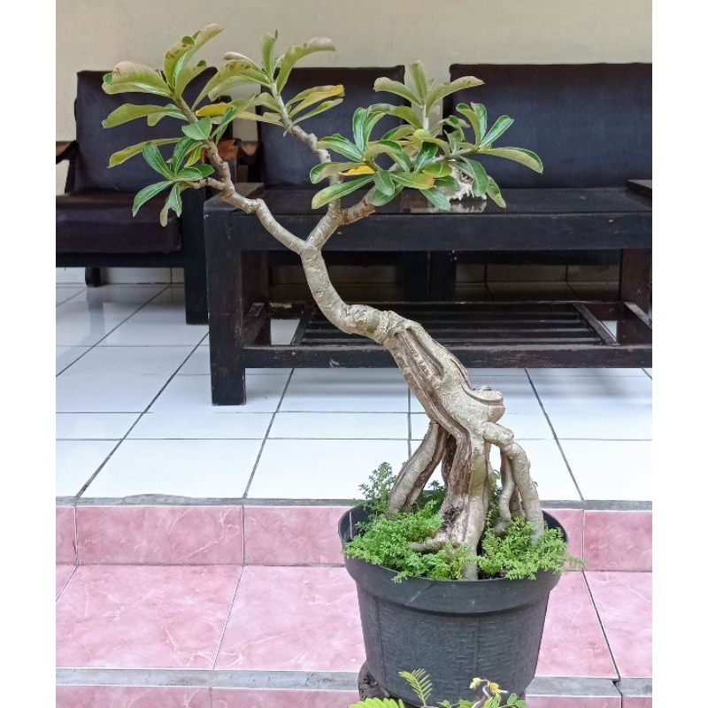 bahan bonsai adenium unik| bonsai adenium berkarakter | sesuai gambar