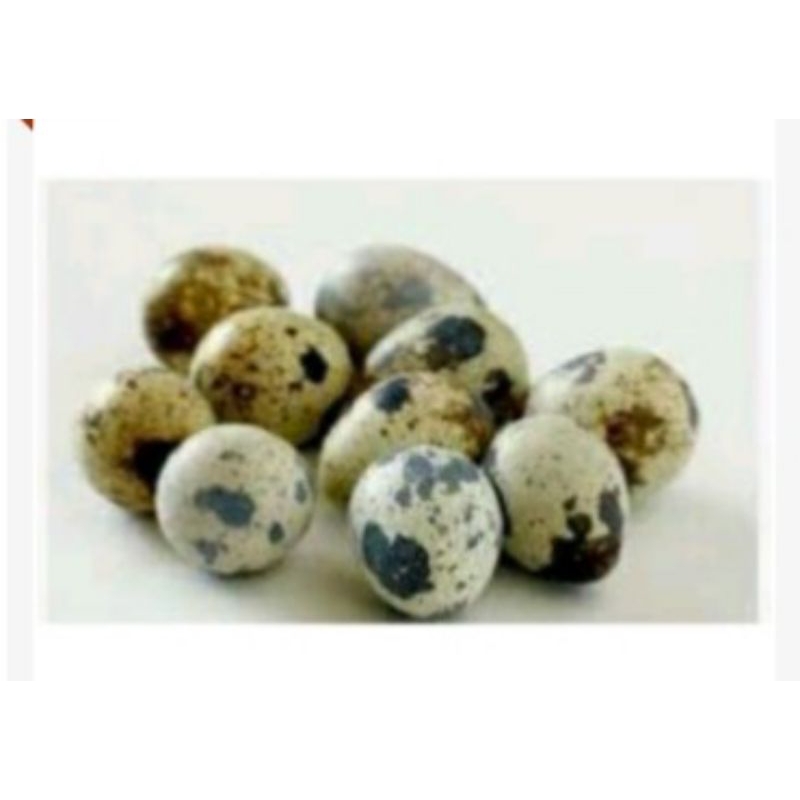 

Puri Segar Shop, Telur Puyuh Mentah 250 Gram -+ 20 Butir.