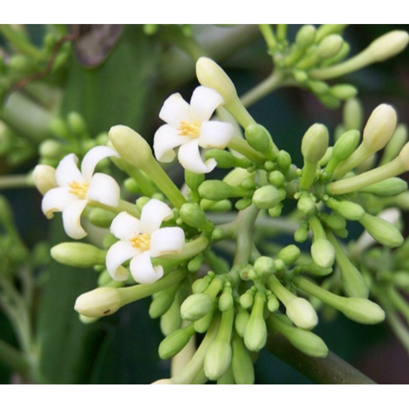 

bunga pepaya kembang kates 1 bungkus