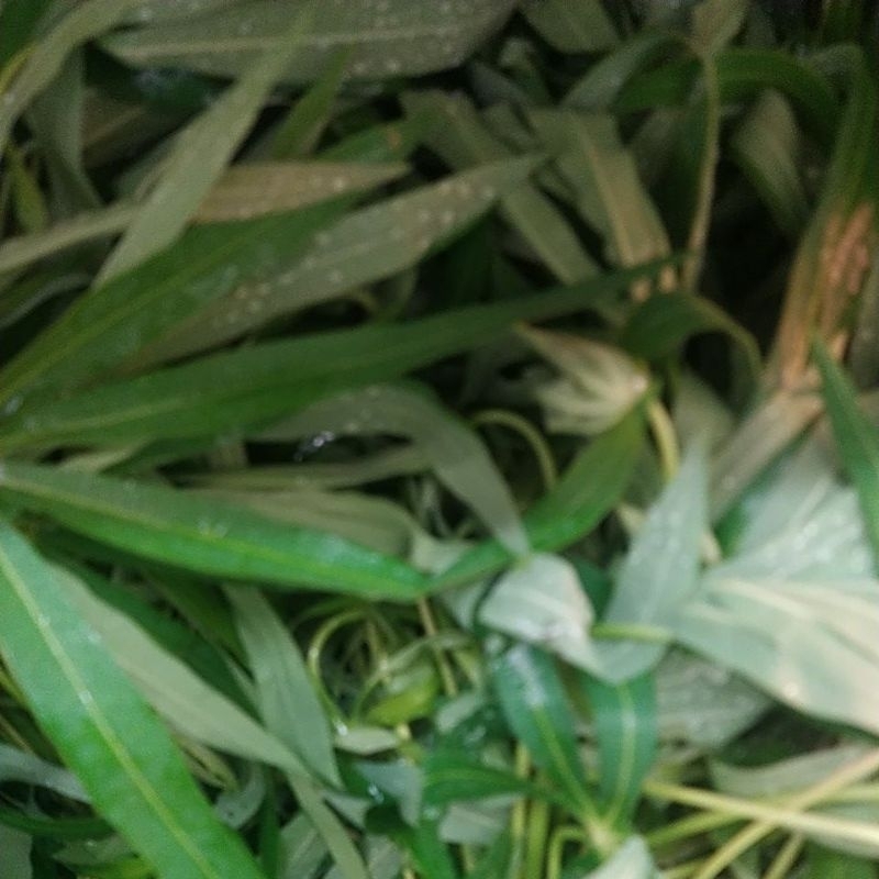 

Daun Manihot Segar per ikat Denpasar Bali