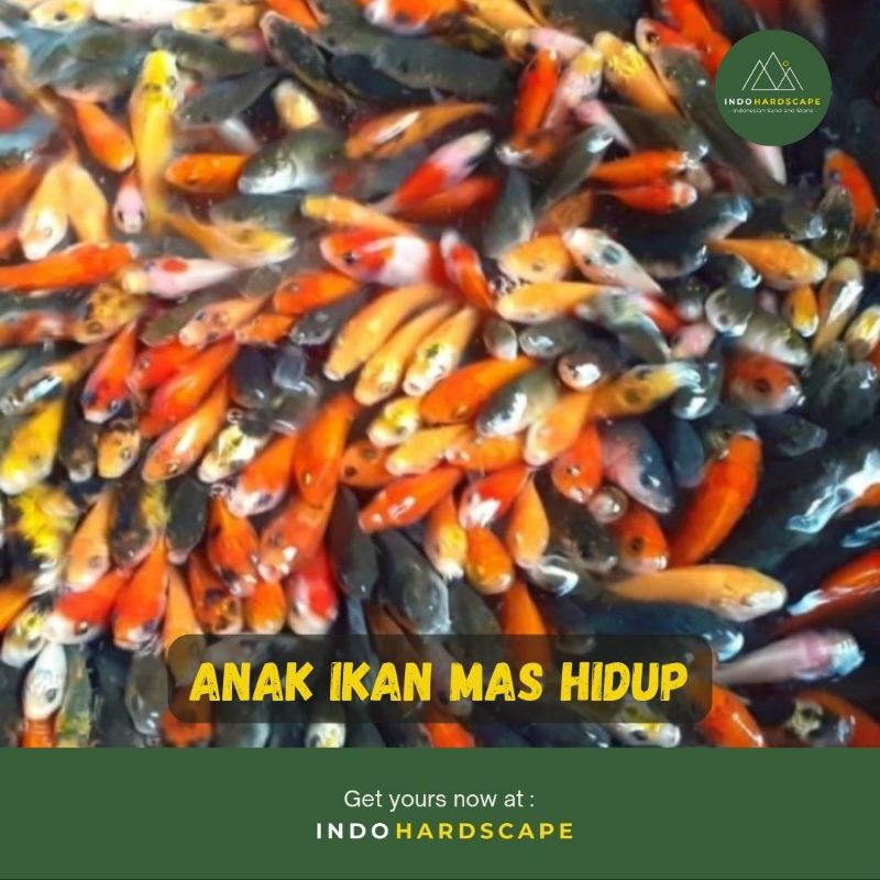 ANAK IKAN MAS HIDUP PAKAN IKAN PREDATOR