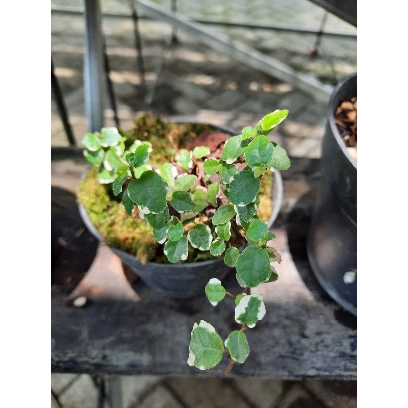 creeping ficus variegata / ficus pumilia variegata / dollar rambat variegata