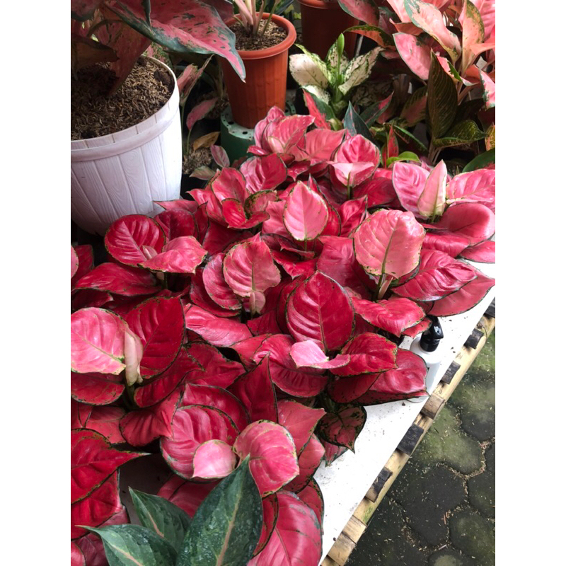 Aglaonema Red Anjamani