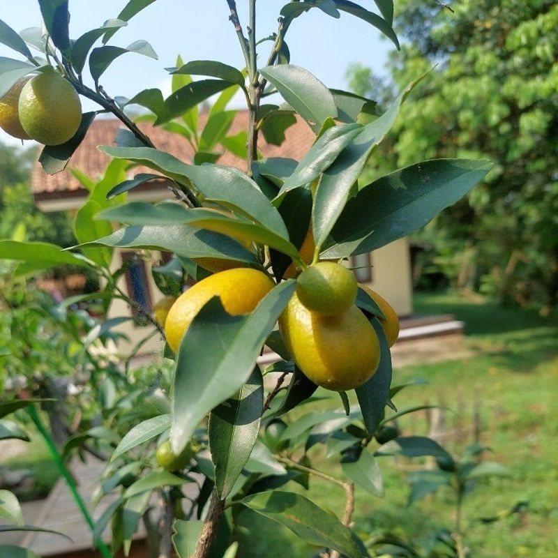 

buah viral jeruk nagami fresh /100grm - kulit bisa dimakan