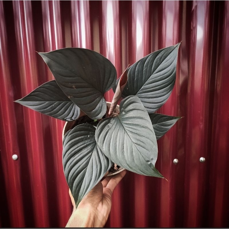 homalomena black red