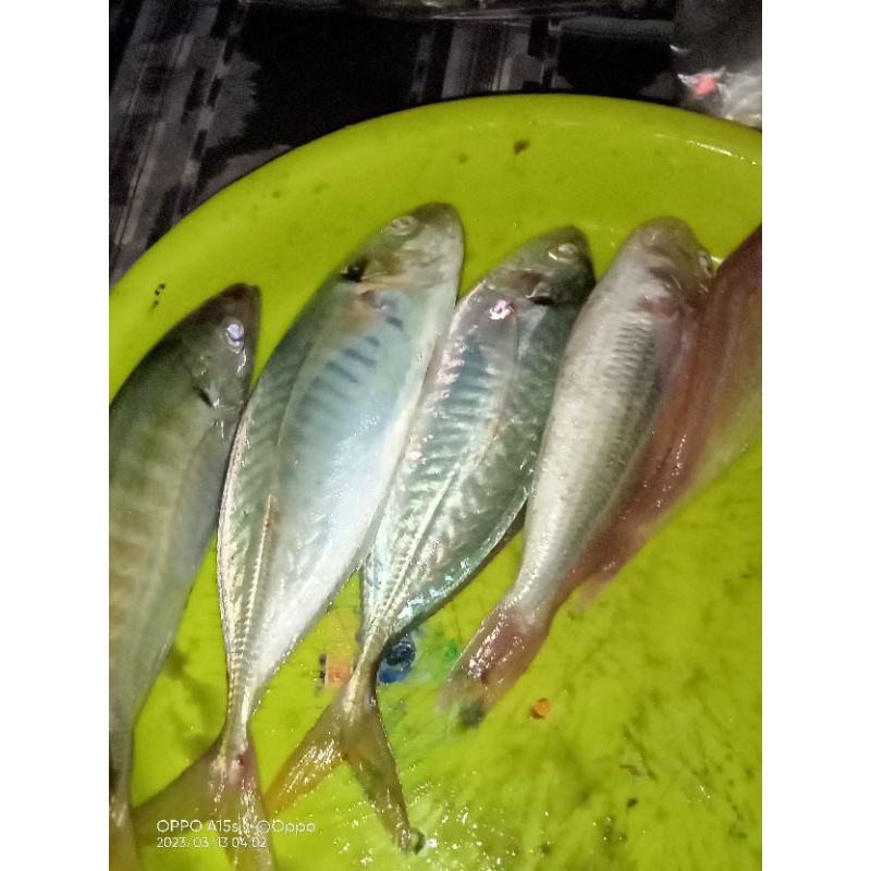 

ikan segar