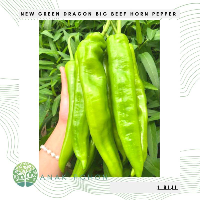 Benih Bibit Biji - Cabai Tanduk Raksasa New Green Dragon Big Beef Horn Pepper Seeds - IMPORT