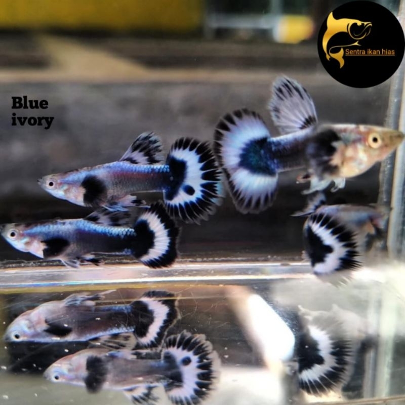Ikan hias guppy Blue ivory Hiasan Aquarium