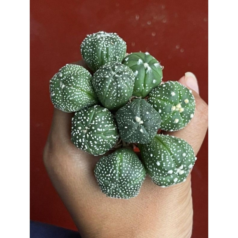 Kaktus Astro Astrophytum Nudum Asterias Kabuto