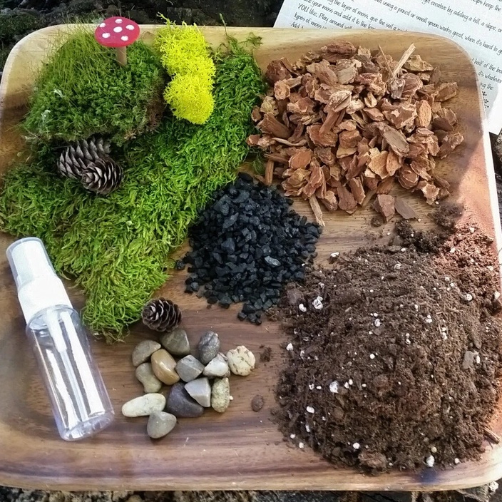 TERRARIUM KIT TANPA WADAH TERRARIUM TANAMAN HIDUP