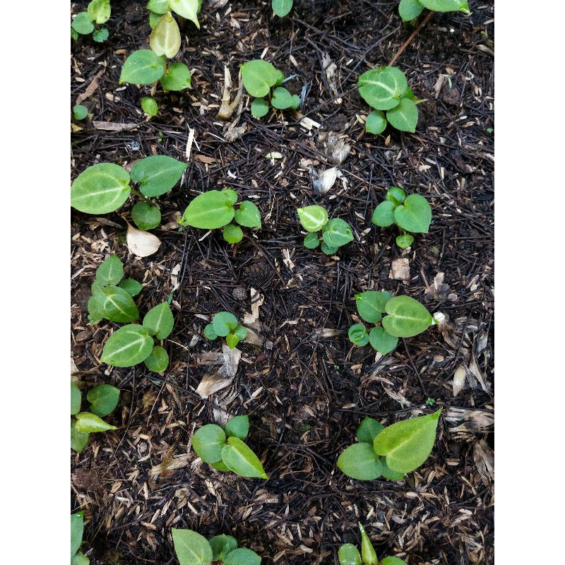 Anthurium emerald Trident x dorayaki