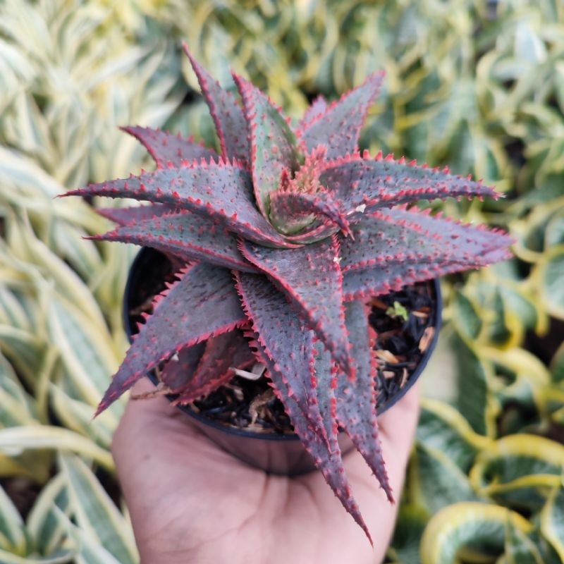 Aloe Carol | DP 10cm