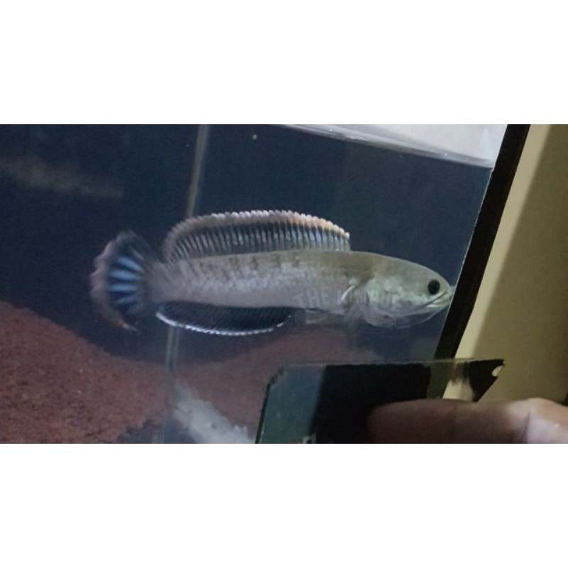 Limbata Lawu Rim Tebal