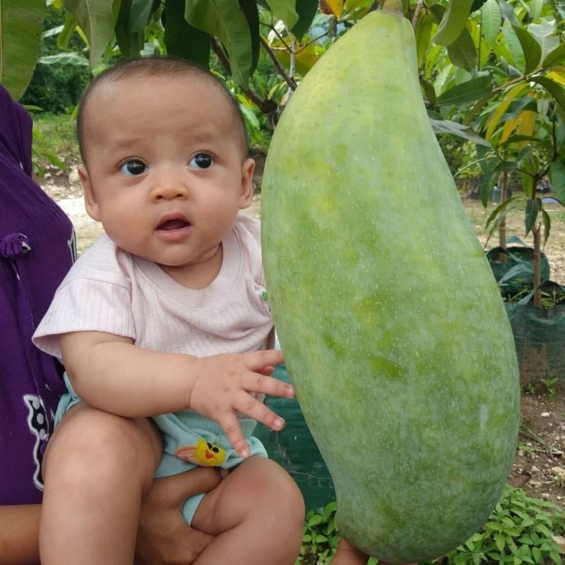 Bibit Mangga Mahatir Tinggi 1 Meter Batang Besar Cepat Berbuah