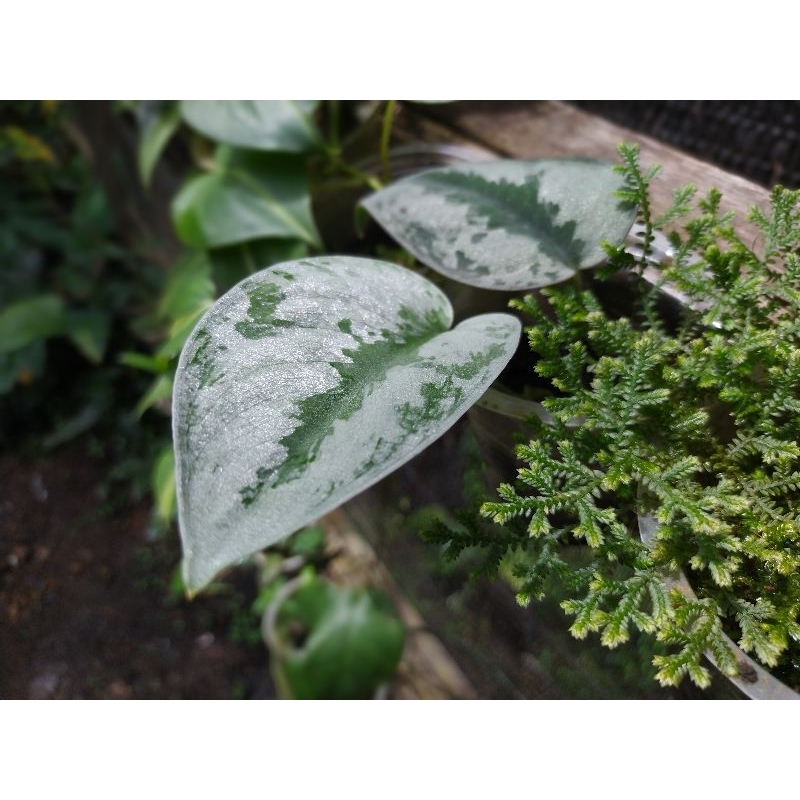 scindapsus blink-blink sp.borneo / tanaman hias scindapsus