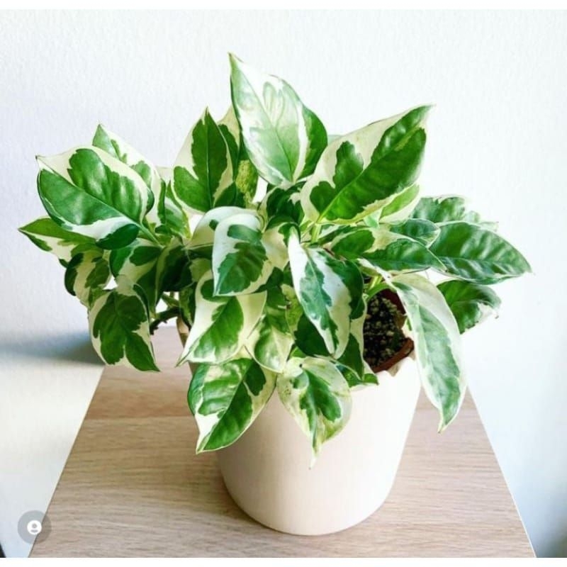 tanaman Hias Sirih Gading Enjoy