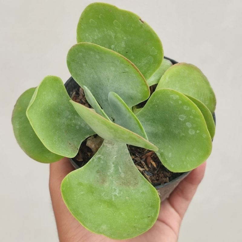 Sukulen Kalanchoe Flapjack / Sukulen Kupu kupu