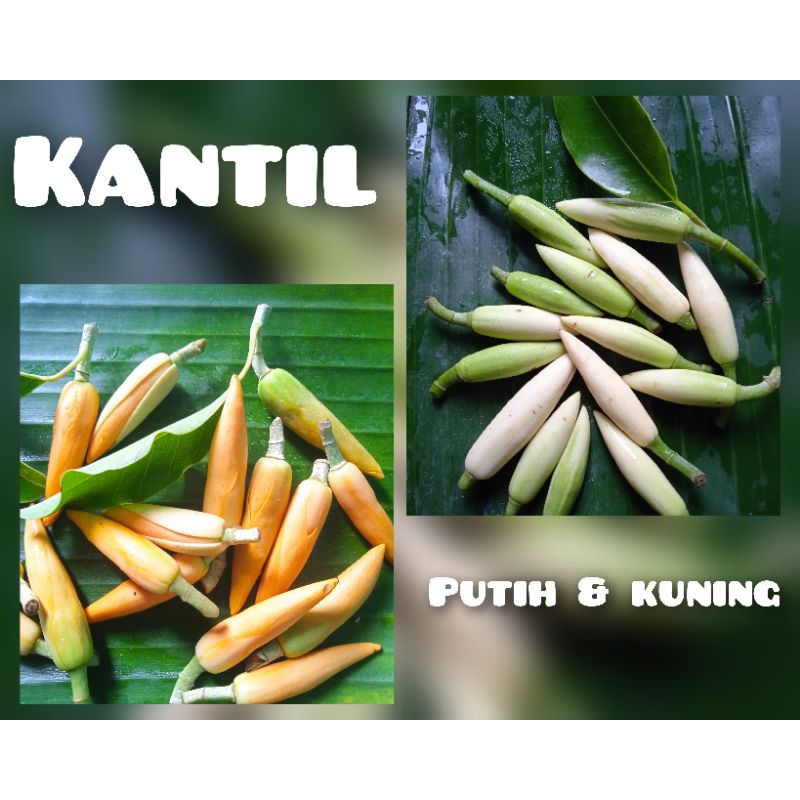 Bunga KANTIL Kuncup Kuning dan Putih Bunga Cempaka segar