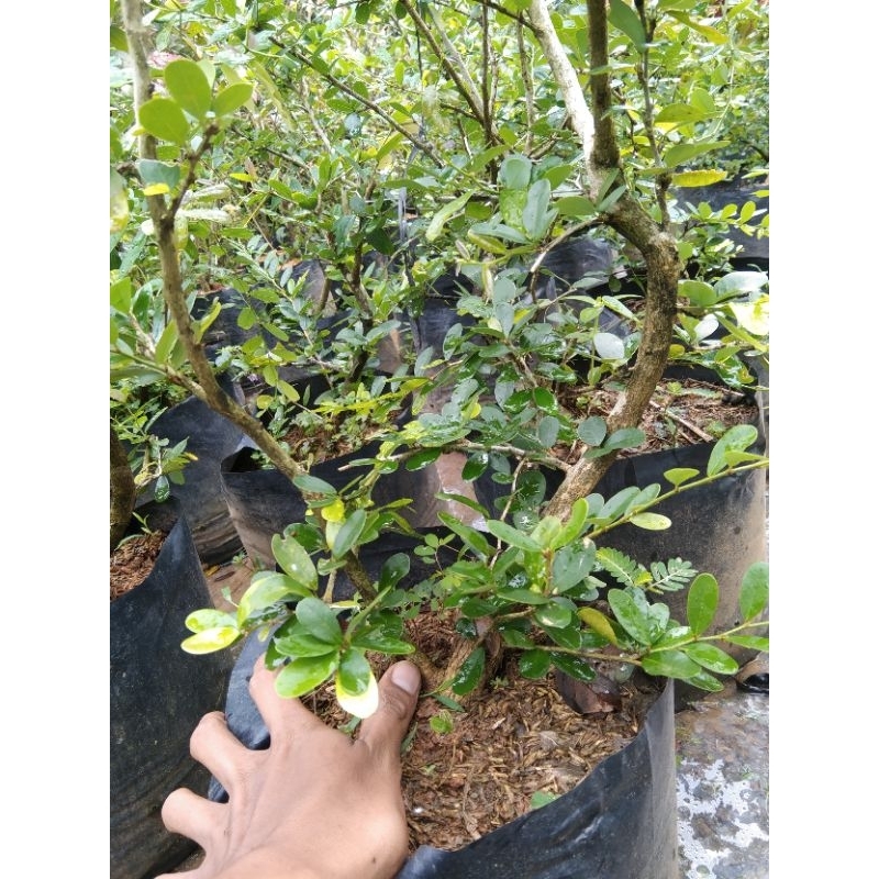 bibit Saeng simbur lokal